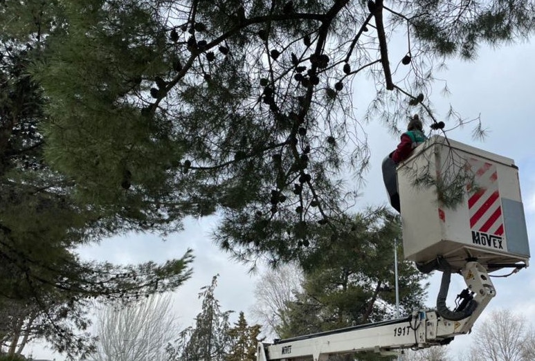 Un equipo de Parques y Jardines recorta ramas rotas tras el paso de Filomena.