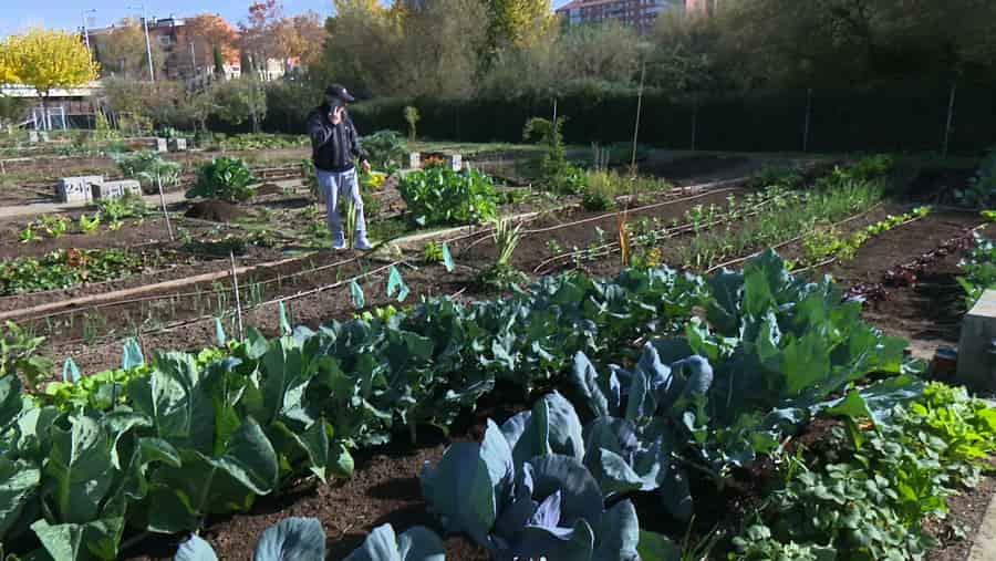 Imagen Se buscan jóvenes agricultores para los huertos ecológicos urbanos
