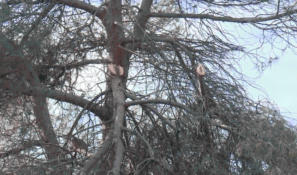 Imagen El Ayuntamiento evalúa los daños en su patrimonio verde tras el paso de Filomena
