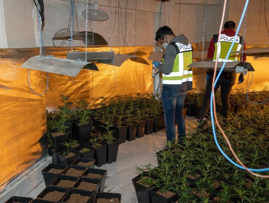 Imagen Incautadas 1.309 plantas de marihuana en Sanse gracias a un operativo conjunto entre Policía Local y Policía Nacional