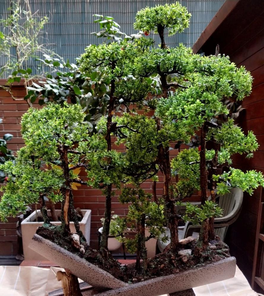 Uno de los bonsáis artesanales.