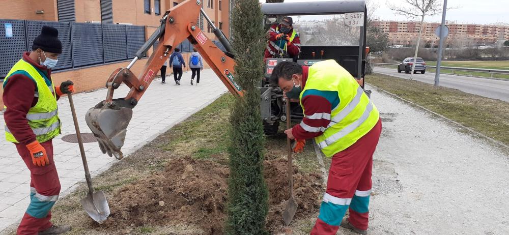 Imagen Comienza la campaña de reposición de arbolado municipal plantando más de 800 árboles y 5.000 arbustos