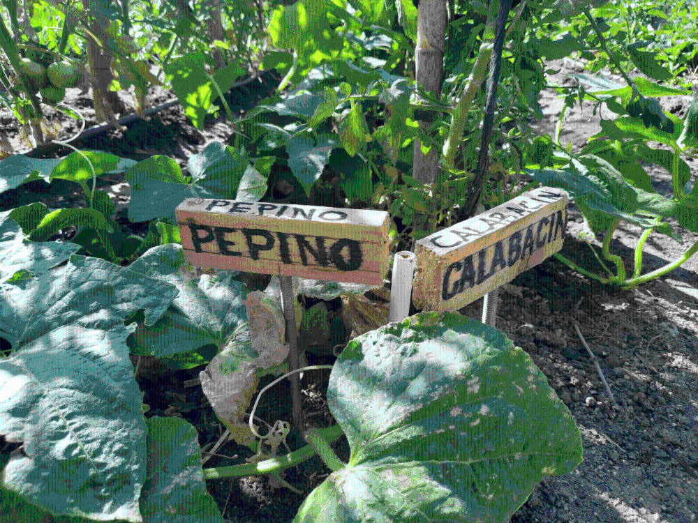 Imagen Los 47 huertos urbanos municipales se han adjudicado, por sorteo, a sus nuevos usuarios para la temporada 2022-2025