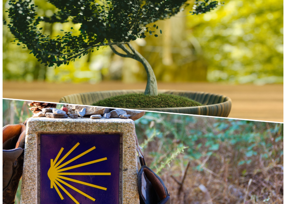 Imagen Los monográficos de la UP proponen huertos urbanos y la historia del Camino de Santiago