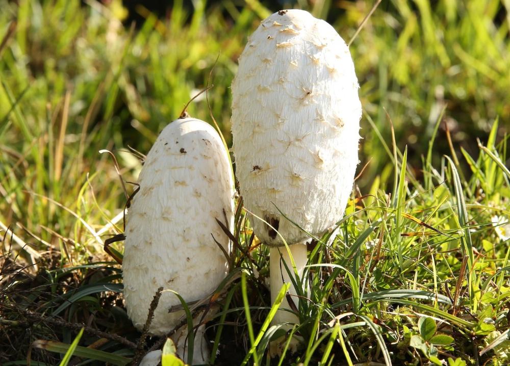 preview highslide min