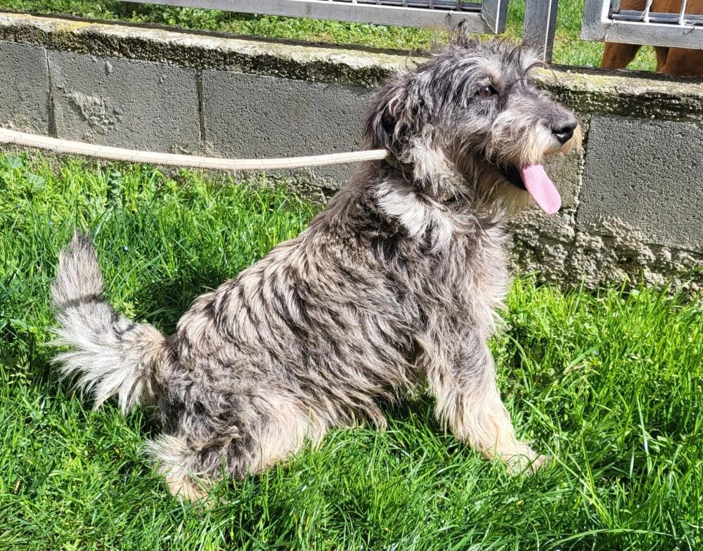 Imagen El Ayuntamiento vela por el cuidado de varios perros, presuntamente abandonados, que ahora buscan nueva vida