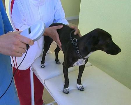 Imagen Campaña de vacunación de mascotas