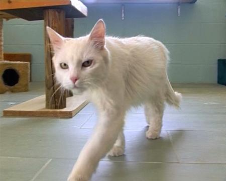 Imagen En busca de un nuevo hogar