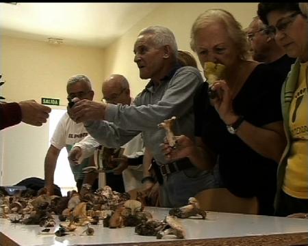 Imagen Conocer setas y hongos