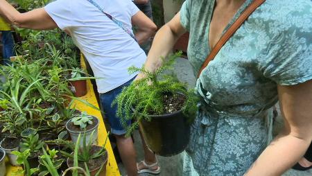 Imagen Plantas para los vecinos de San Sebastián de los Reyes por el Día...