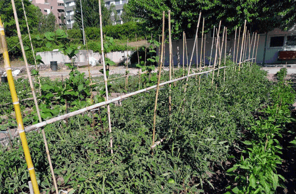 Imagen Convocatoria de adjudicación de 94 parcelas en los huertos urbanos municipales para el periodo 2025-2028