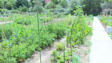 Imagen Se abre la veda para solicitar el uso de parcelas de huertos urbanos en...