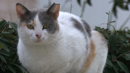 Imagen 3.700 euros de subvención: San Sebastián de los Reyes potencia el...