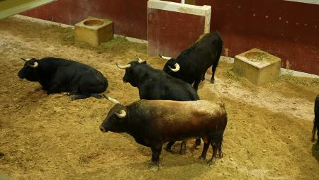 Imagen Visita gratuita a los Corrales de suelta para conocer a los...