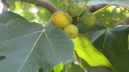 Imagen Al ritmo del Baile de las Higueras, el sabor de la tradición en San Sebastián de los Reyes