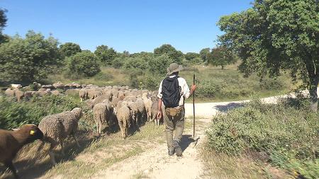 Imagen Ovejas contra incendios: así protege su entorno natural San Sebastián de los Reyes