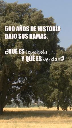 Imagen 500 años de historia bajo sus ramas: ¿Qué es leyenda y qué es verdad?